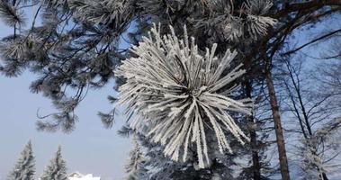 árboles congelados y ramas de árboles en un soleado día de invierno. ramas de árboles moviéndose con el viento suave. contemplación de la magia de la naturaleza. momento meditativo y abstracto de la vida. video