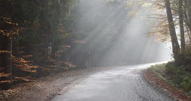 Mystical magic fog in the forest during autumn. Calm and tranquil moments in nature. Nurture yourself in the wilderness. Holidays and meditation. Light beam going through the leaf trees. video