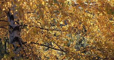 folhas de outono balançando em uma árvore na natureza. cair. as cores bonitas da mudança da estação. floresta mágica. tranquilidade de luz e sombras douradas. momento calmo na floresta. cores vibrantes. video