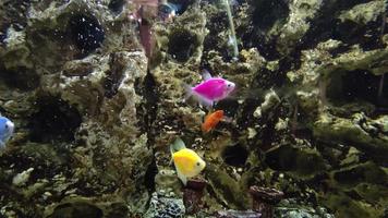Colorful fish inside of a nicely decorated  aquarium. Fish pets in water and bubbles going up. Different variants of fish. Pets are human best friends. Clean water. Relaxing feeling. video