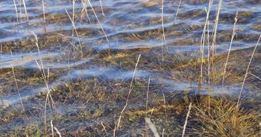 prachtig meer met geel weidegras op het meer op een zonnige dag. natuurlijke en prachtige turquoise en blauwe kleuren. rustig vakantiegevoel. golven van het meer stromen rustig. ontspannend en rustig. video