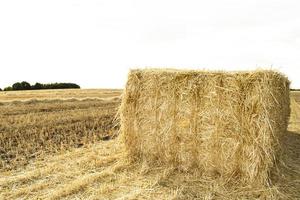 un pajar campo cultivo agrícola y campos de trigo foto