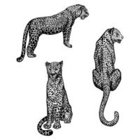 establecer leopardos en estilo de grabado aislado sobre fondo blanco. animales salvajes dibujados a mano que se quedan y se sientan. vector