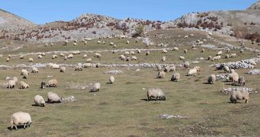 ovelhas no campo em um dia ensolarado durante o outono. áreas de pastagens ricas. animais, gado. modo de vida tradicional. área rural.