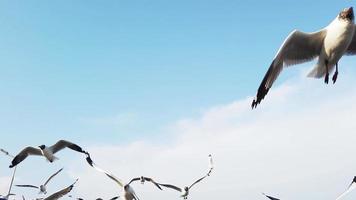 la gaviota está volando maravillosamente con un cielo azul en el fondo video