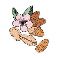Hand drawn almond nuts set vector