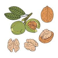 Set of hand drawn walnut vector