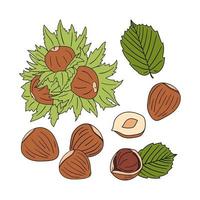 Set of hand drawn hazelnuts vector