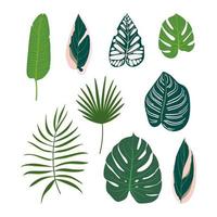 Set of different tropical leaves vector