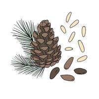 Set of hand drawn pine nuts vector