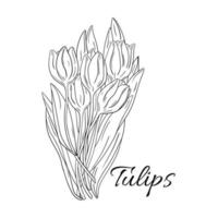 Hand drawn line art tulips bouquet vector