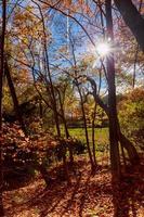 beautiful autumn park at sunny weather photo