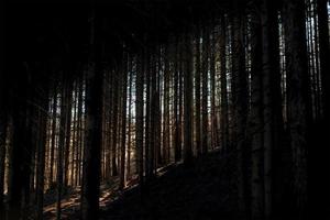 árboles en el bosque con luz tenue foto