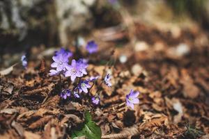 Hepatica nobilis flowers in spring in the woods photo