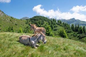 Little donkey with his mom in alpine pasture photo