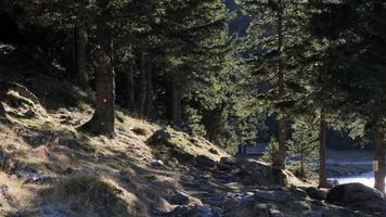 vento forte che muove i rami e le foglie degli alberi in una giornata autunnale. bel sole, ora d'oro. canti di alpinismo e sentieri da percorrere. sensazione di vacanza. video