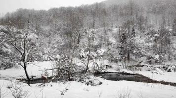 corriente del río y nieve cayendo. zona montañosa durante la temporada de invierno. árboles cubiertos de nieve. video