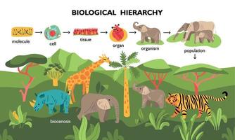 Biological Hierarchy Landscape Composition vector