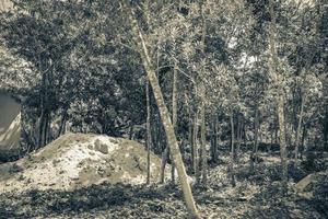 The jungle and tropical nature nearby Tulum Quintana Roo Mexico. photo