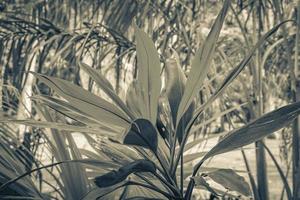 Tropical purple pink Ti Plant plant Muyil Mayan ruins Mexico. photo