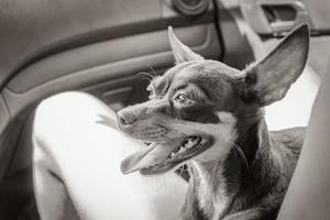 Very happy and cheerful russian toy terrier dog Tulum Mexico. photo