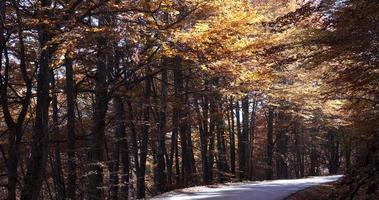 feuilles d'automne se balançant sur un arbre dans la nature. tomber. belles couleurs du changement de saison. forêt magique. tranquillité de lumière et d'ombres dorées. moment calme dans la forêt. couleurs vives.