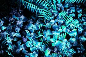 tropical glowing leaves. photo