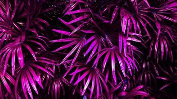 Vertical garden with tropical pink leaf, contrast photo