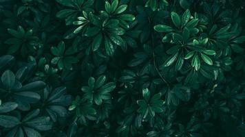 Tropical green leaf in dark tone. photo