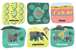 Biological Hierarchy Animals Composition vector