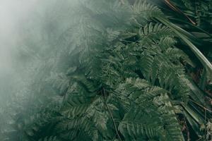 Vertical garden with tropical green leaf with fog and rain, Dark tone photo