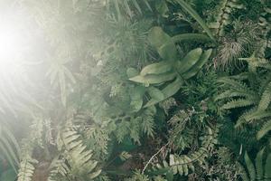 Vertical garden with tropical green leaf, Dark tone with sunrise. photo