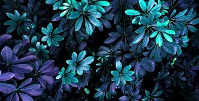 tropical glowing leaves. photo