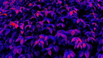 Tropical black light glowing leaves. photo