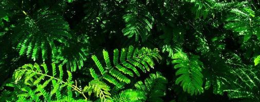 Tropical green leaf photo