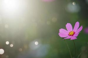 Colorful cosmos flowers with blurred background in the garden. photo