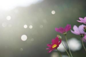 flores de cosmos coloridas con fondo borroso en el jardín. foto