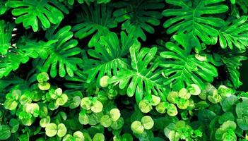 Tropical green leaf photo