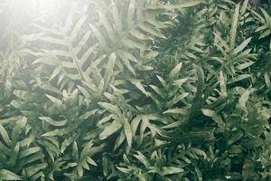 Vertical garden with tropical green leaf, Dark tone with sunrise. photo