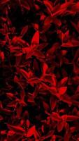 high contrast red leaves background photo