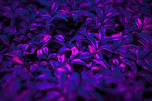 Tropical black light glowing blurry leaves. photo