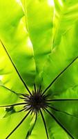 Bird's nest fern tropical green leaf, contrast photo
