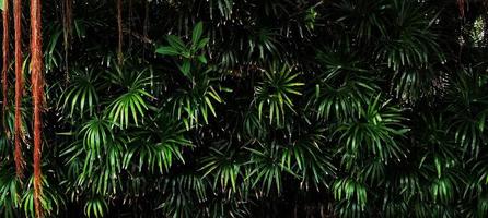 Tropical green leaf photo