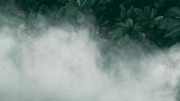 Vertical garden with tropical green leaf with fog and rain, Dark tone photo