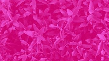 Tropical pink leaf background. photo