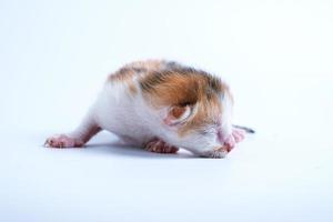 Newborn kittens are sleeping on the white floor photo