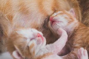 Newborn baby kittens drinking milk from their mom breast photo