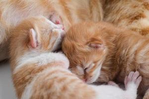 Newborn baby kittens drinking milk from their mom breast photo