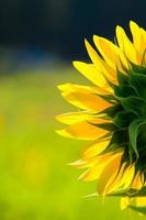 Sunflowers blooming in the garden in spring. photo