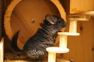 cute gray chinchilla in a cage photo